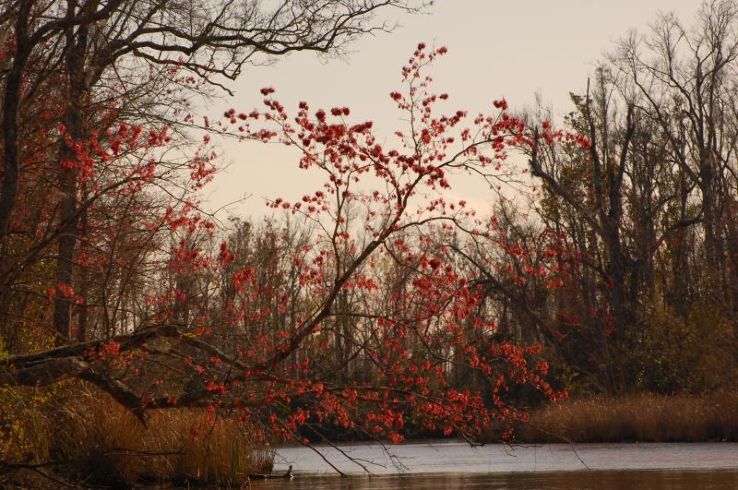 McCoys River and Marsh Tours Trip Packages