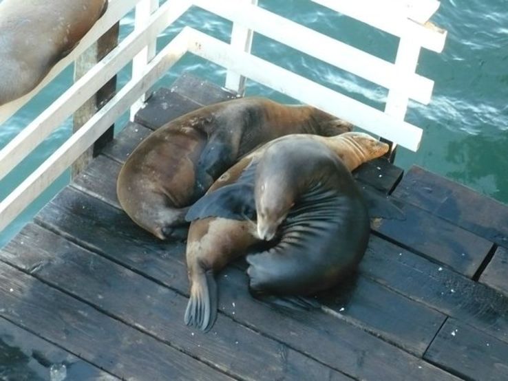 the wharf to see the sea lions Trip Packages