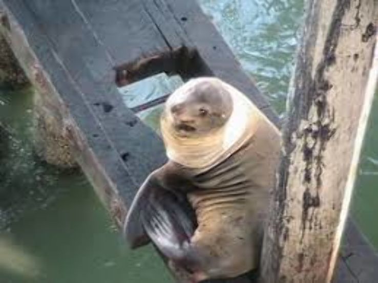 the wharf to see the sea lions Trip Packages