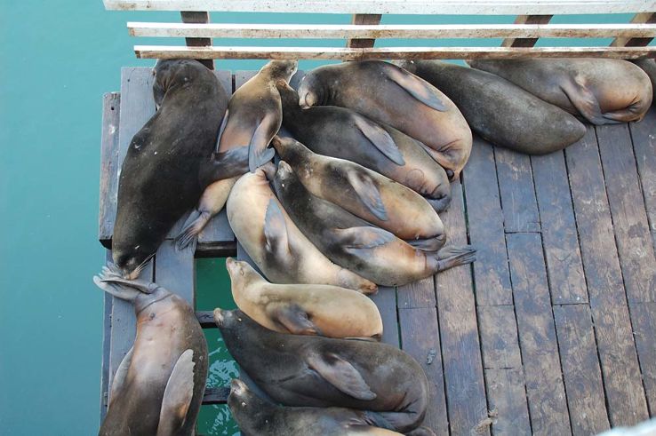 the wharf to see the sea lions Trip Packages