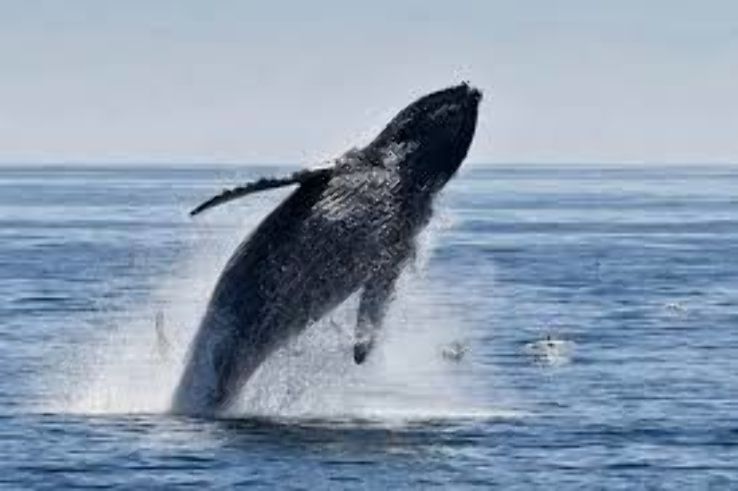 Watch for whales  Trip Packages