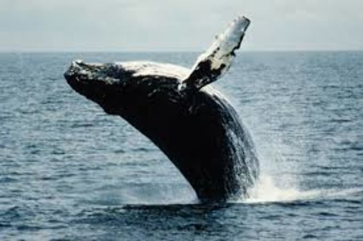 Watch for whales  Trip Packages