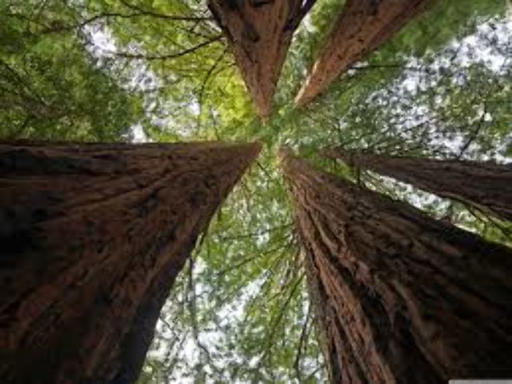 Big Basin Redwood State Park Trip Packages