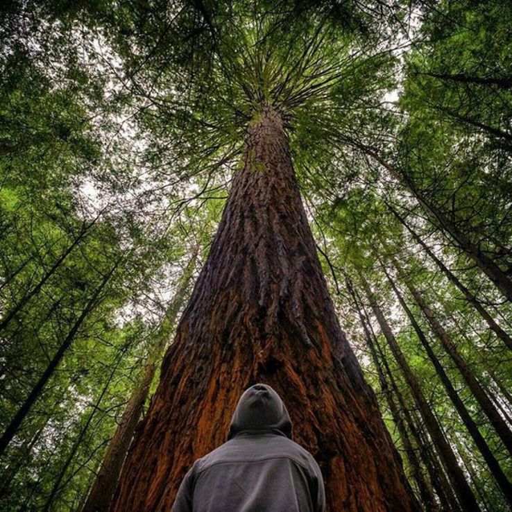 Big Basin Redwood State Park Trip Packages