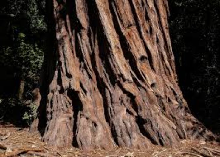 Big Basin Redwood State Park Trip Packages
