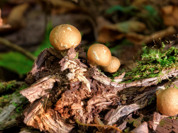  mushrooms in  the San Lorenzo Valley Trip Packages
