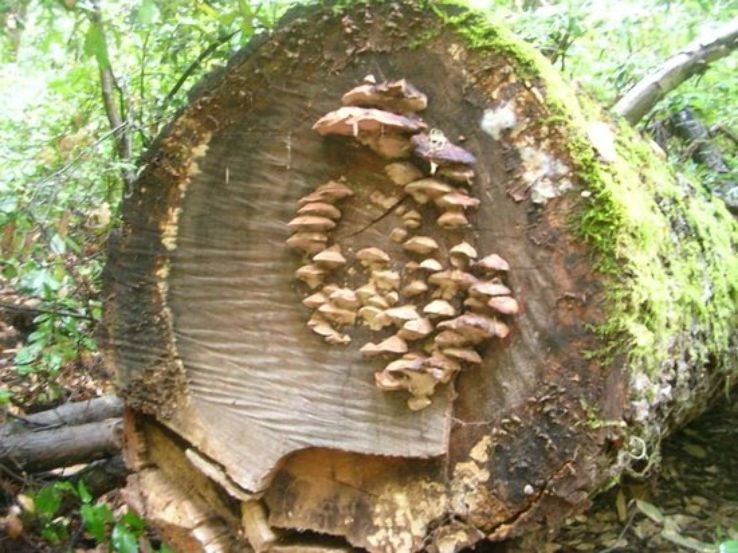  mushrooms in  the San Lorenzo Valley Trip Packages