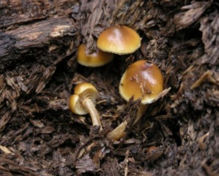  mushrooms in  the San Lorenzo Valley Trip Packages