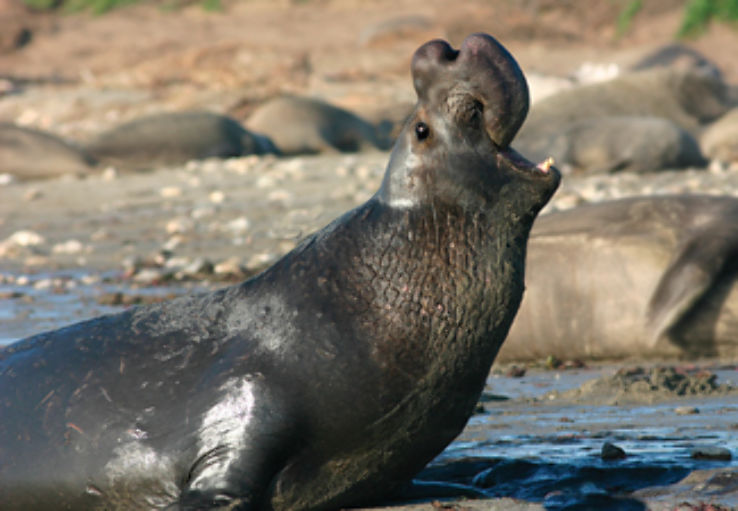 elephant seals at Ano Nuevo State Park Trip Packages