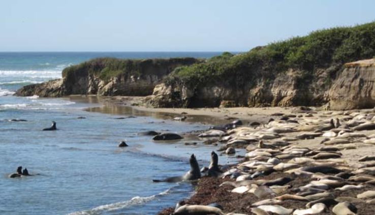 elephant seals at Ano Nuevo State Park Trip Packages