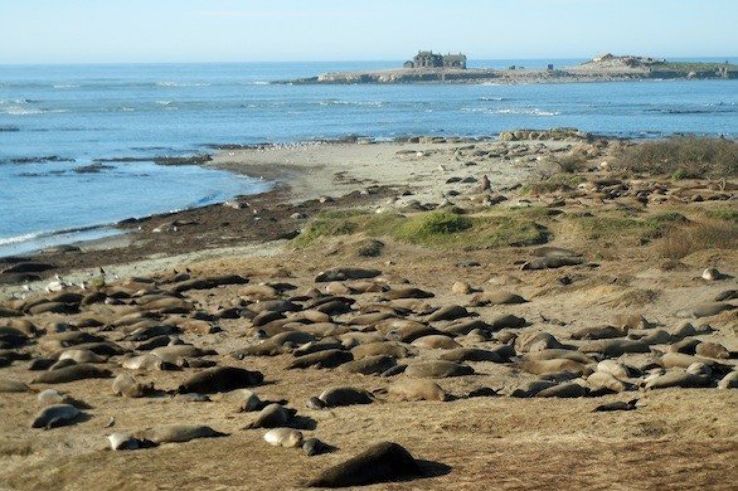 elephant seals at Ano Nuevo State Park Trip Packages