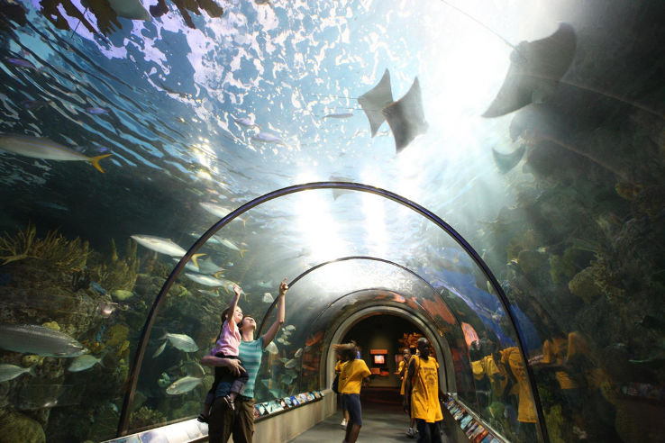 Aquarium of the Americas Trip Packages