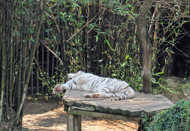 Audubon Zoo Trip Packages