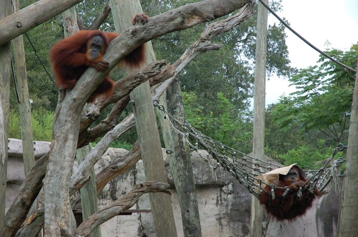 Audubon Zoo Trip Packages