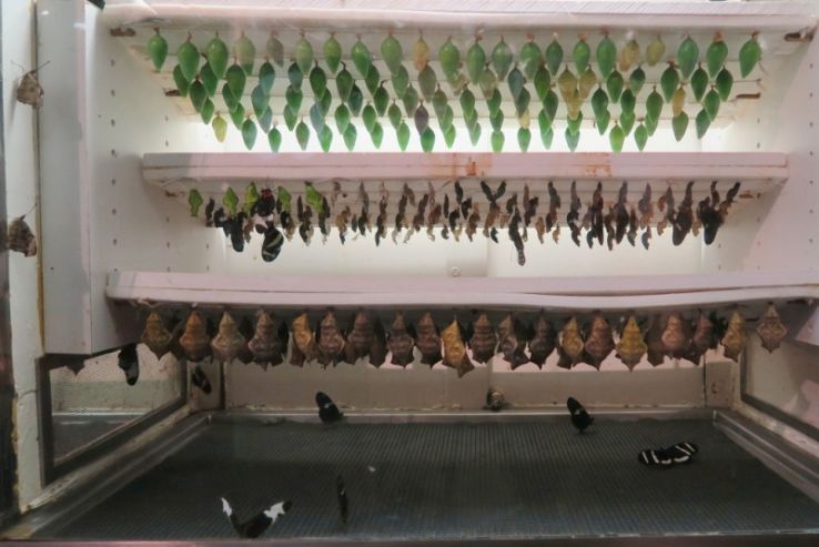 Audubon Butterfly Garden and Insectarium Trip Packages