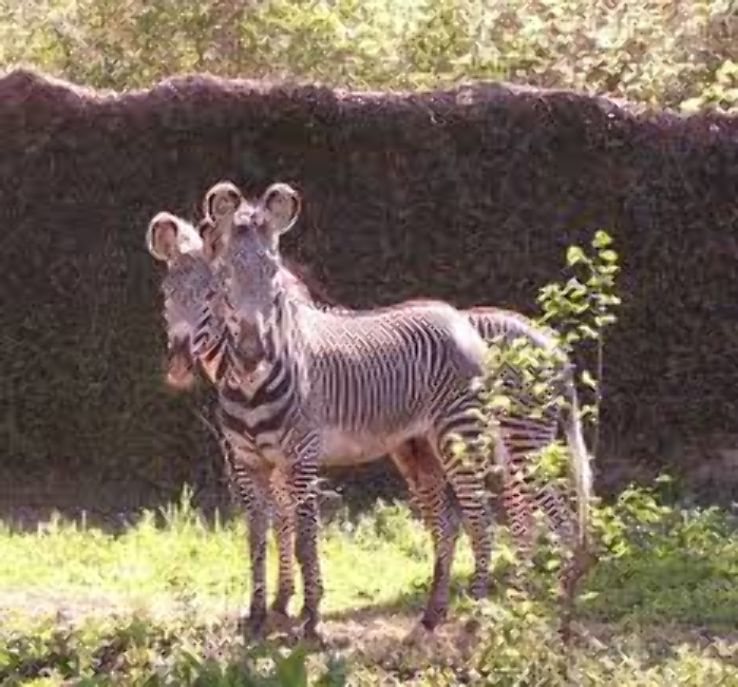 The Jackson Zoo Trip Packages