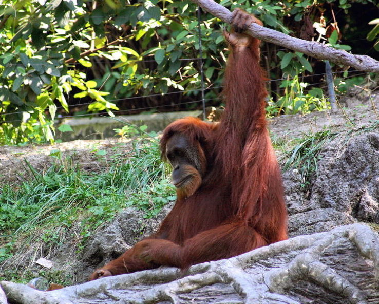 Cincinnati Zoo and Botanical Garden Trip Packages