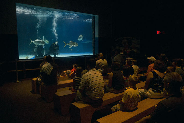 Newport Aquarium Trip Packages
