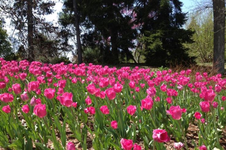 Spring Grove Cemetery Trip Packages