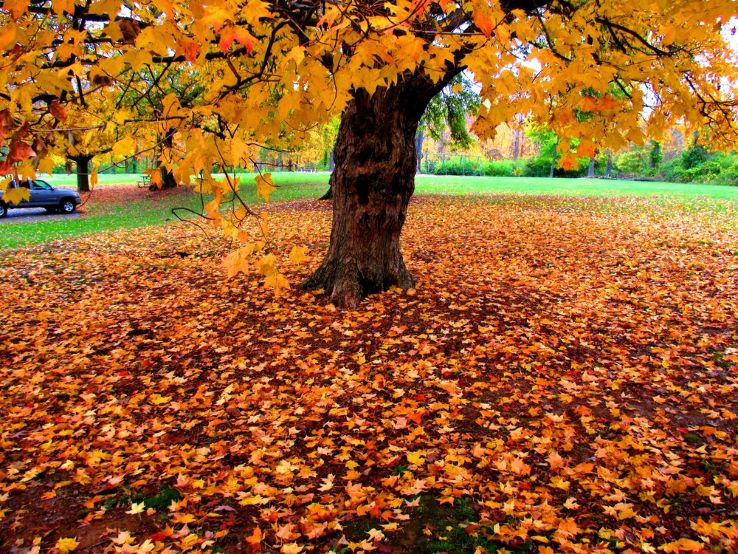 French Park Trip Packages