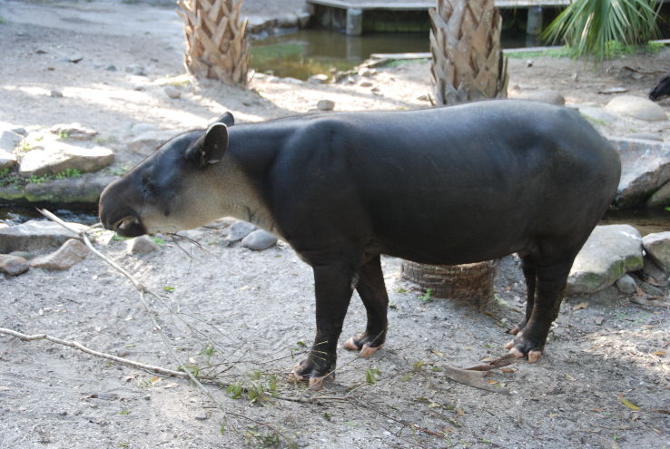 Brevard Zoo Trip Packages Brevard Zoo Trip Packages