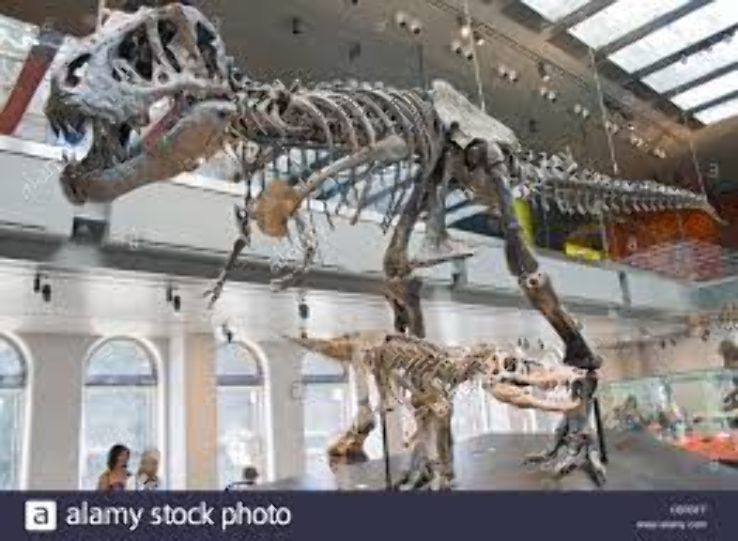 Dinosaur Museum Trip Packages