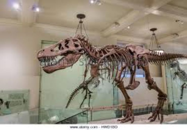 Dinosaur Museum Trip Packages