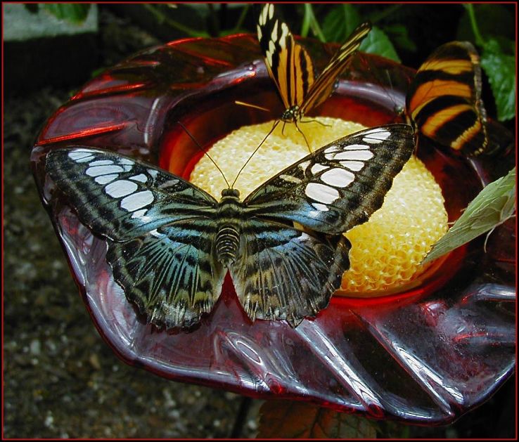 The Butterfly Palace & Rainforest Adventure Trip Packages