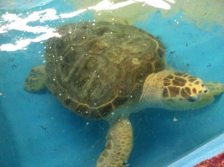 Bransons Wild World Trip Packages