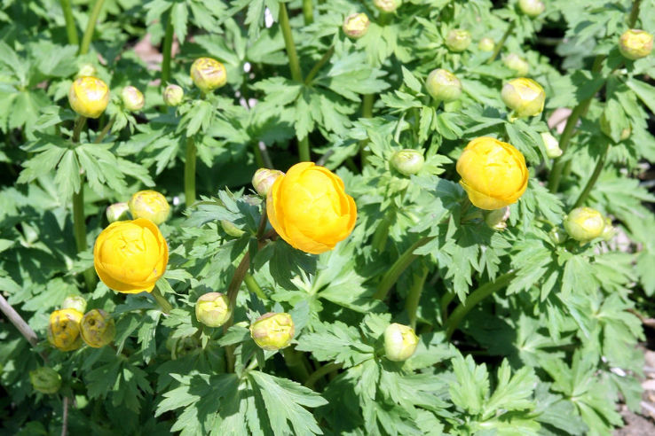 Boerner Botanical Garden  Trip Packages