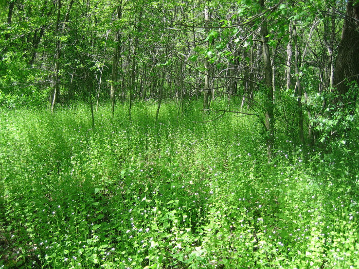 Havenwoods State Forest  Trip Packages