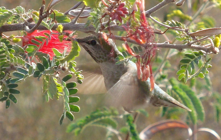 Desert Breeze Hummingbird Habitat Trip Packages