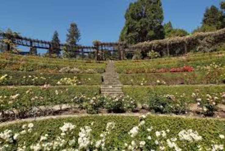 Berkeley Rose Garden Trip Packages