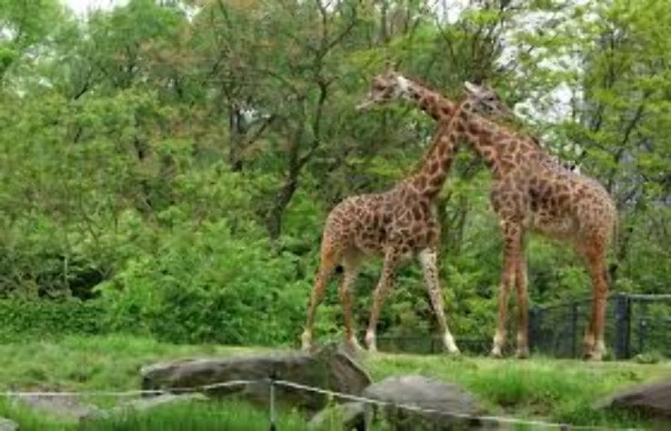 Pittsburgh Zoo Trip Packages