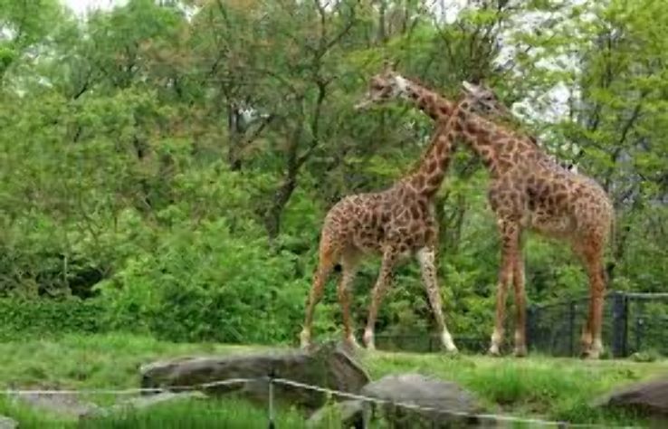 Pittsburgh Zoo Trip Packages