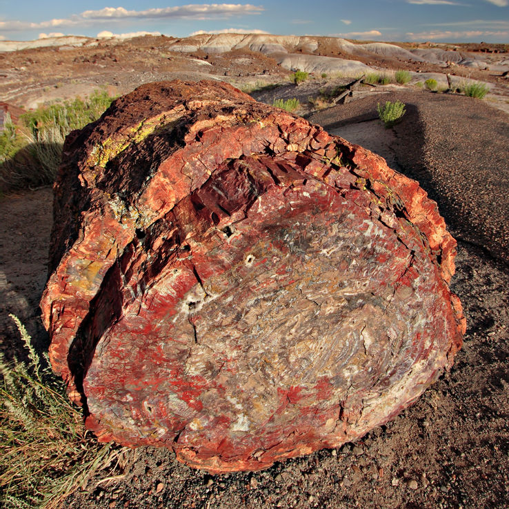 Mississippi Petrified Forest Trip Packages