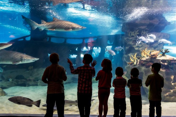 Greater Cleveland Aquarium Trip Packages