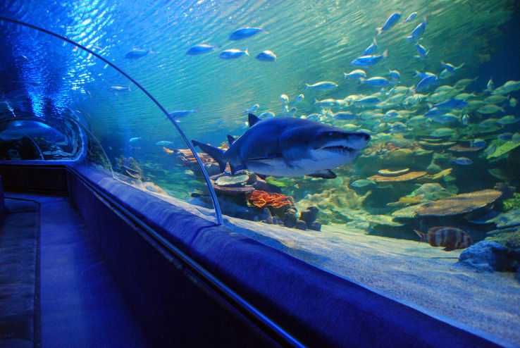 Greater Cleveland Aquarium Trip Packages