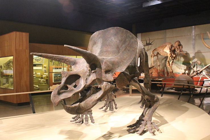 Cleveland Museum of Natural History Trip Packages