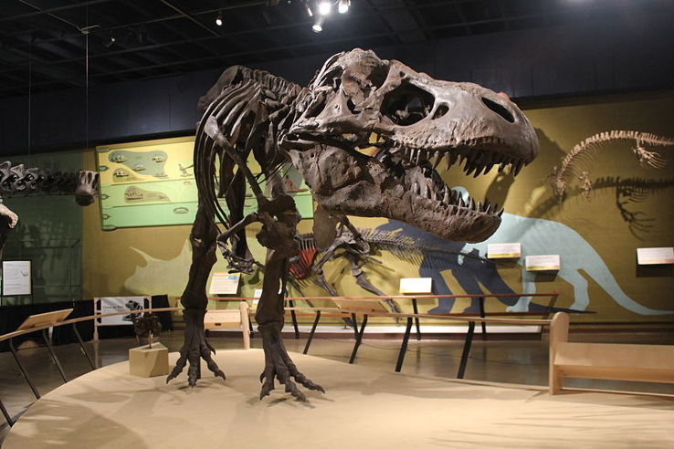 Cleveland Museum of Natural History Trip Packages