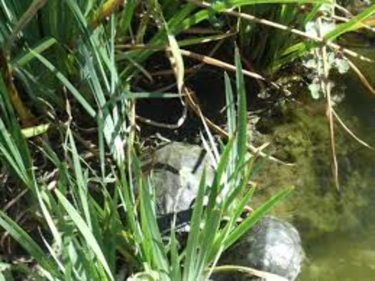 Will Rogers Memorial Park Trip Packages