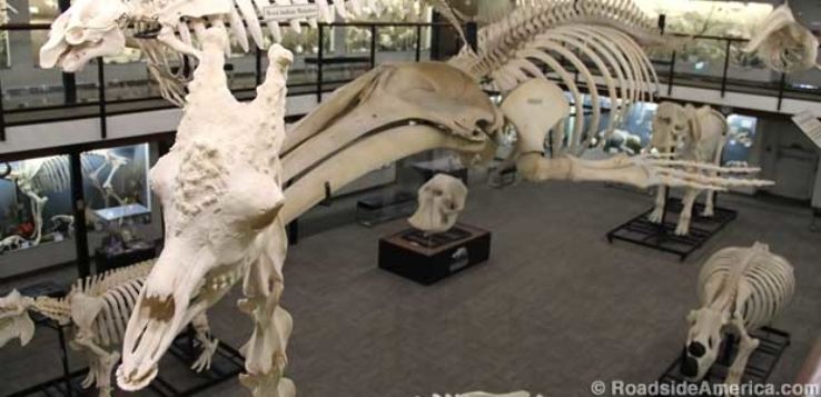 Museum of Osteology Trip Packages