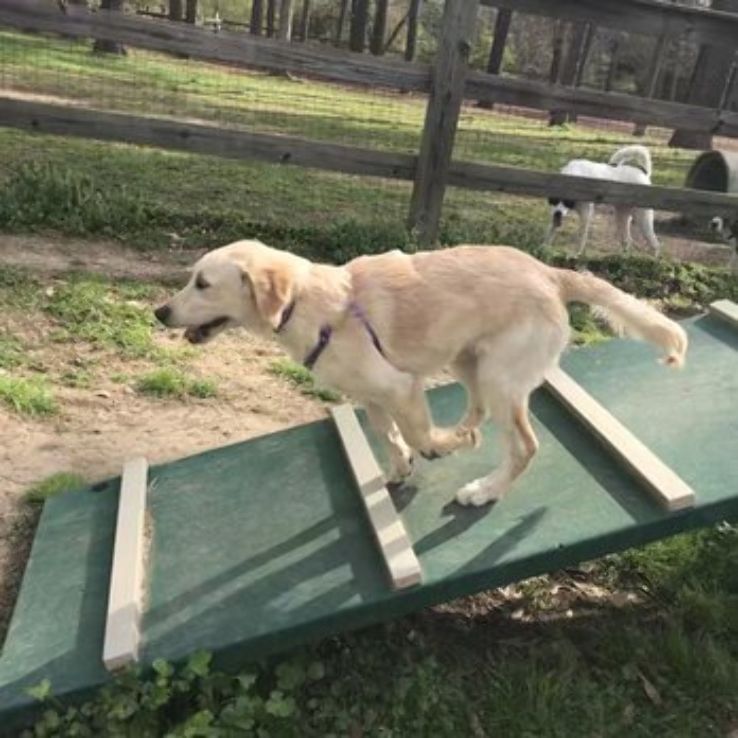 Treat Your Dog At Loch Haven Dog Park Trip Packages