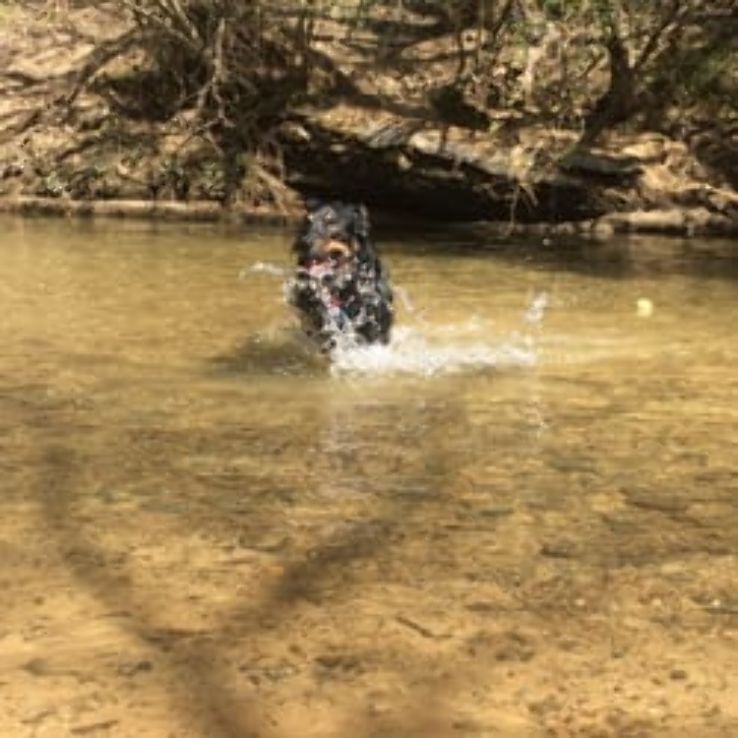 Treat Your Dog At Loch Haven Dog Park Trip Packages