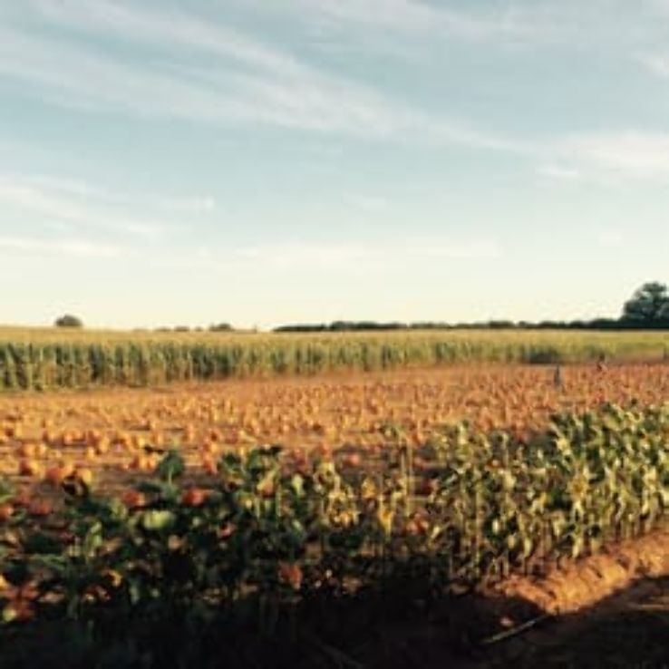 Denver Downs Farm Trip Packages