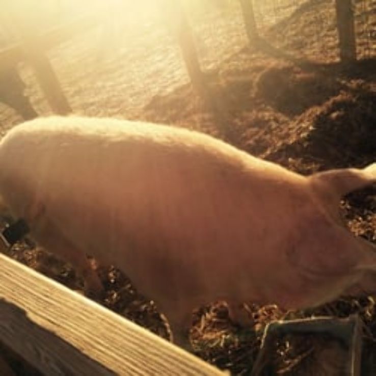 Denver Downs Farm Trip Packages