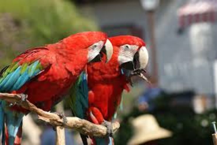 San Diego Zoo Trip Packages