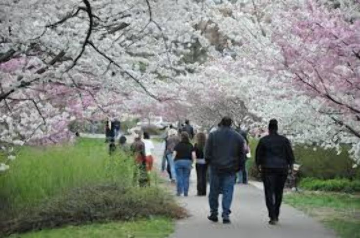 cherry blossoms at Branch Brook Park  Trip Packages