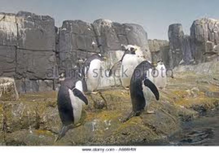 Penguin Park Trip Packages