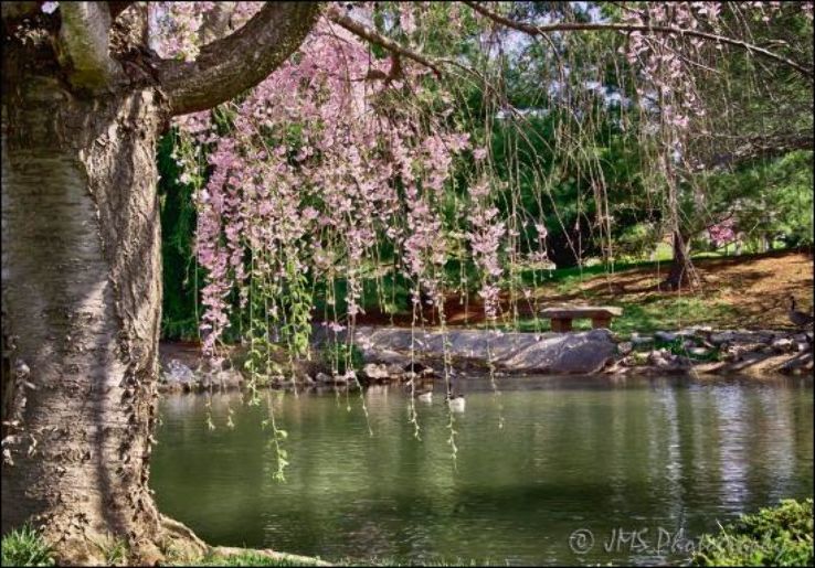  Mizumoto Japanese Stroll Garden Trip Packages